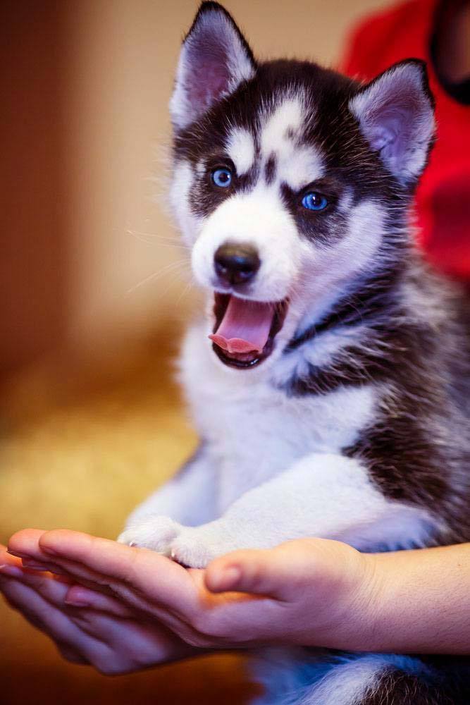 husky puppy mugging for the camera