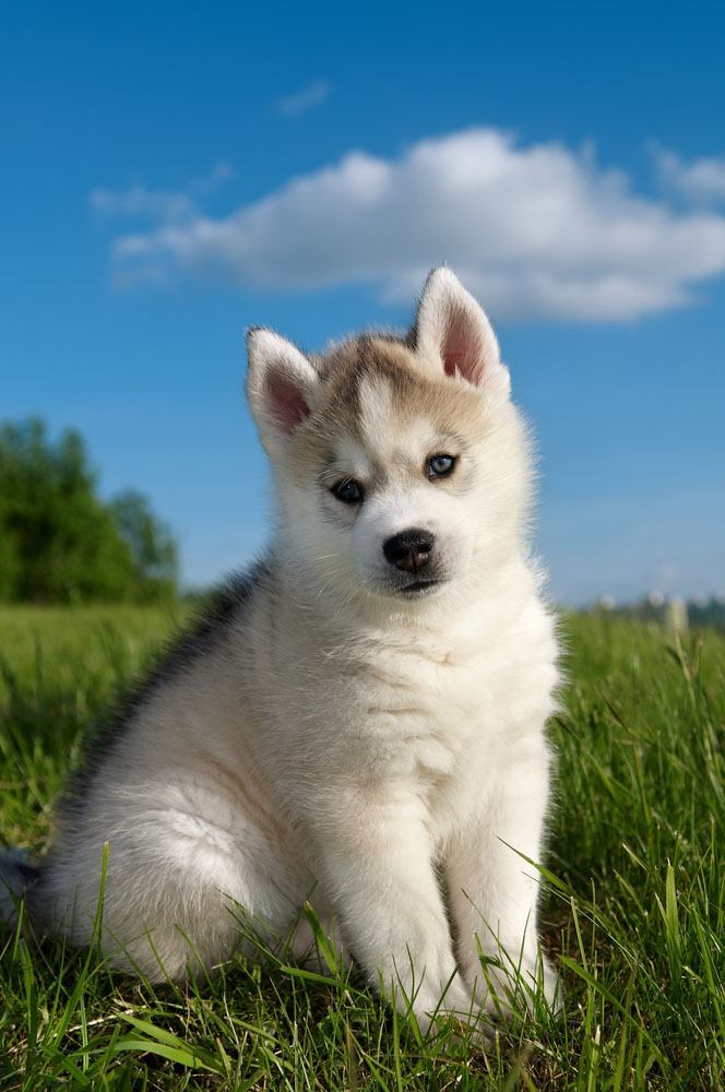 husky puppy in a meadow