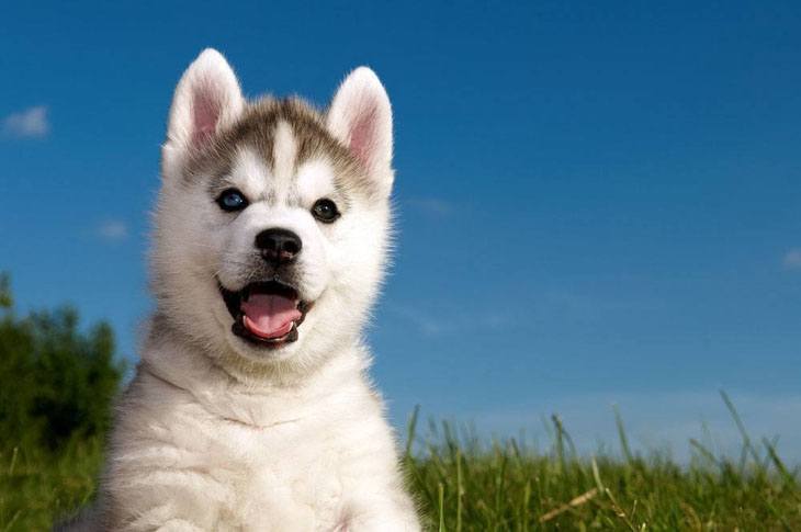 siberian husky puppy