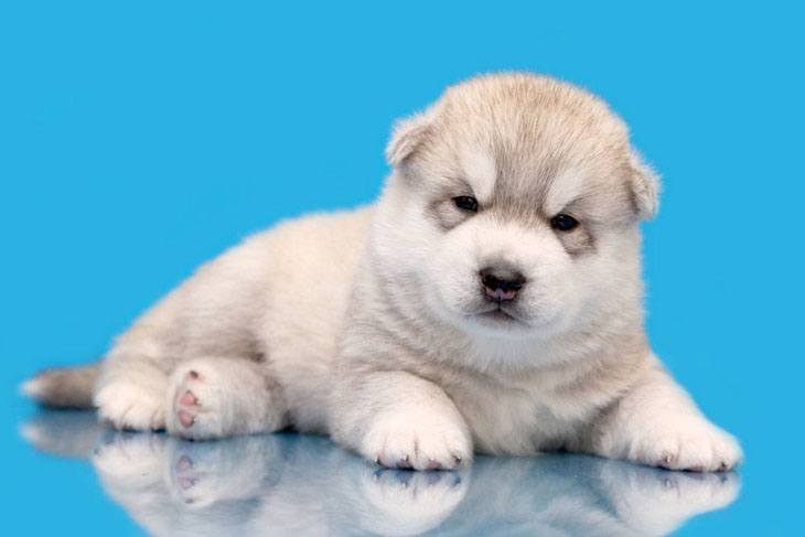 husky puppy wondering what's for dinner