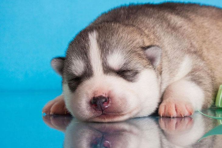 husky pup taking a nap