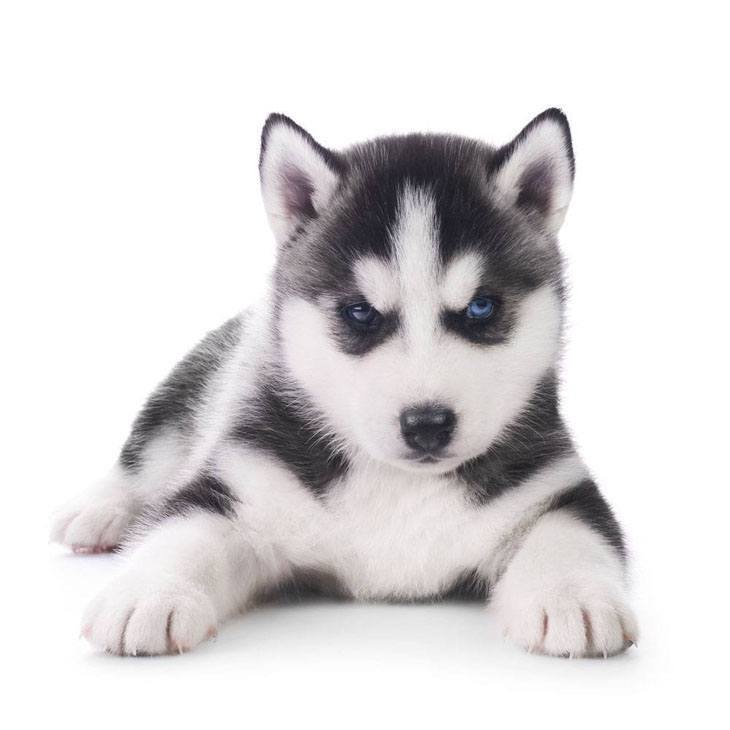 husky puppy picture