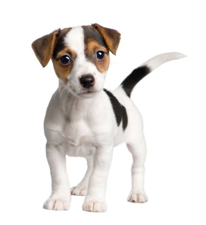 jack russel terrier puppy pic