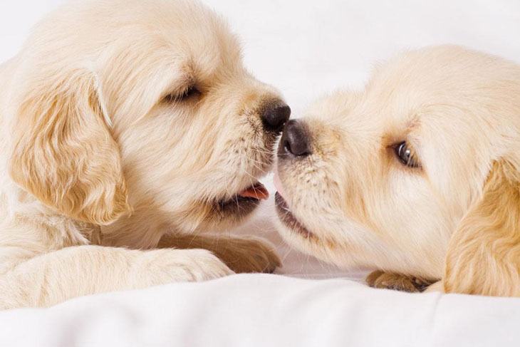 two puppies sharing a kiss