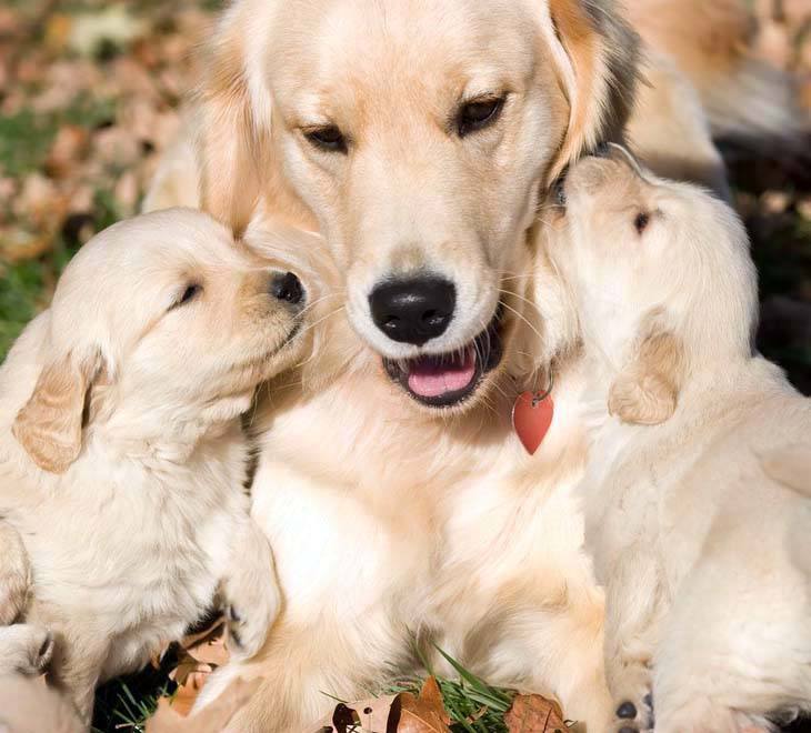 golden retriever puppies kissing their momma