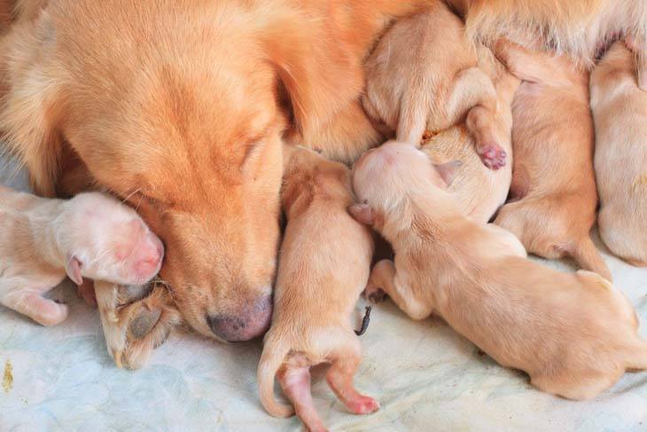 golden retriever mother with her puppies