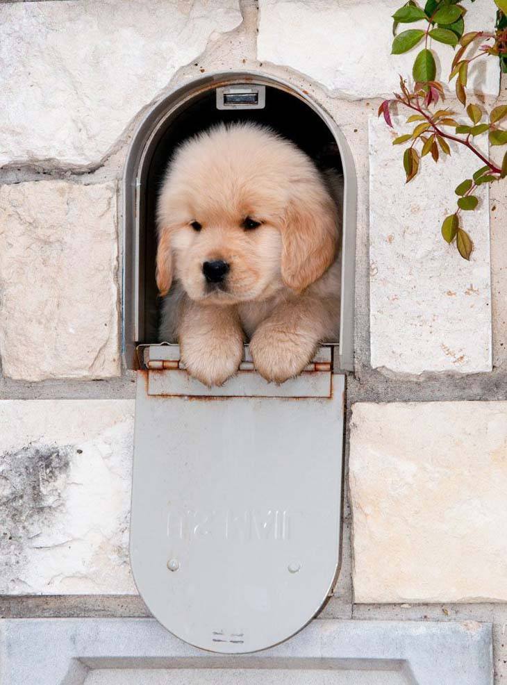 golden retriever puppy in a mail box