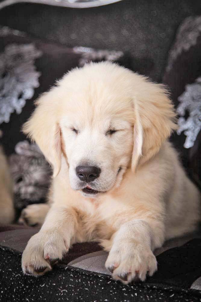 lab puppy nodding off