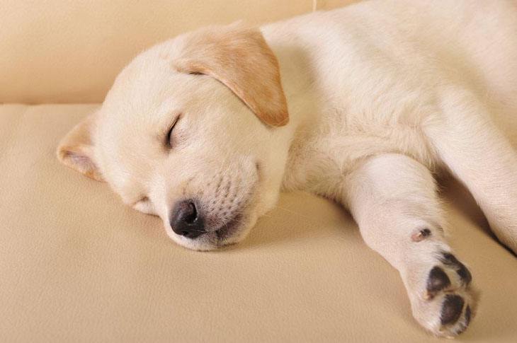 labrador retriever puppy taking a nap