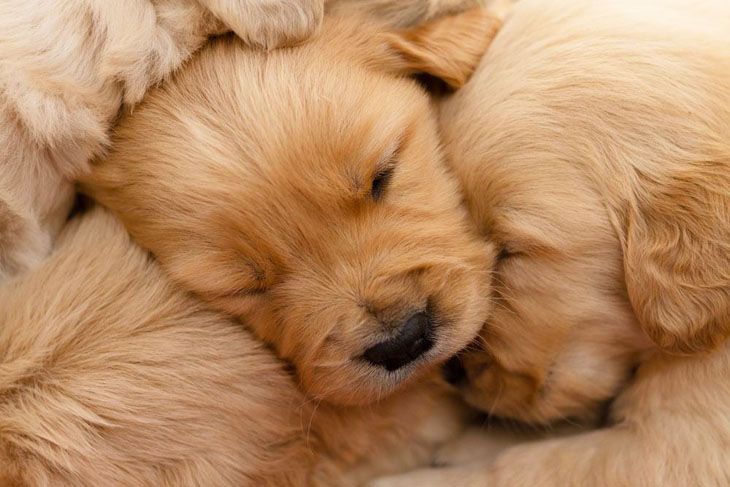 golden retriever puppies enjoying a nap