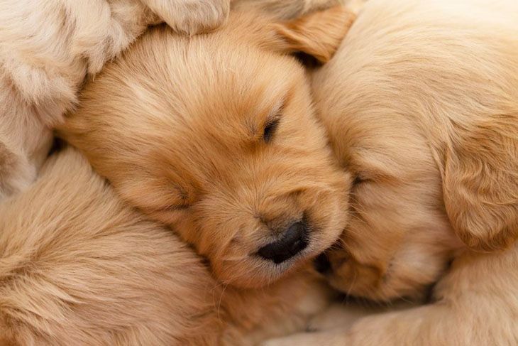 golden retriever family taking a nap