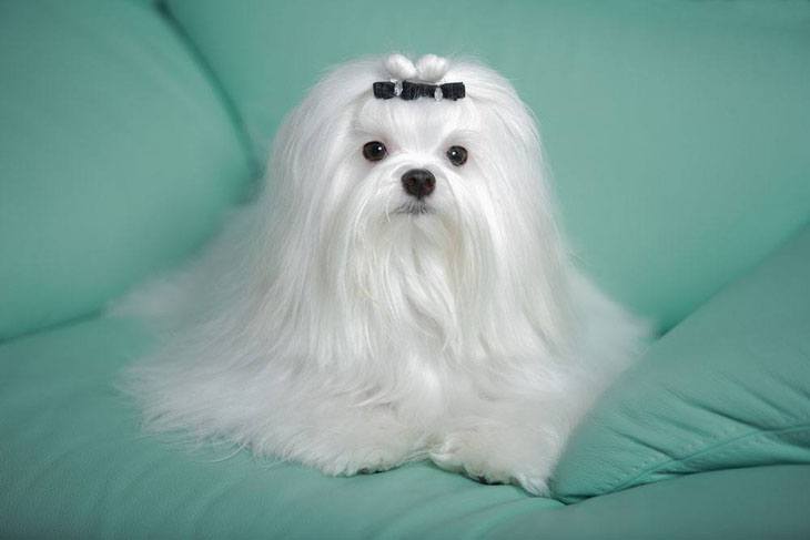 maltese dog showing off it's beauty