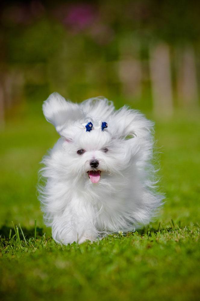 maltese puppy that's ready to play