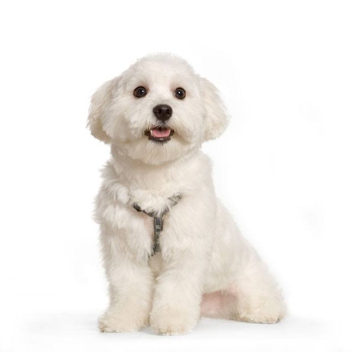 maltese dog posing for a picture