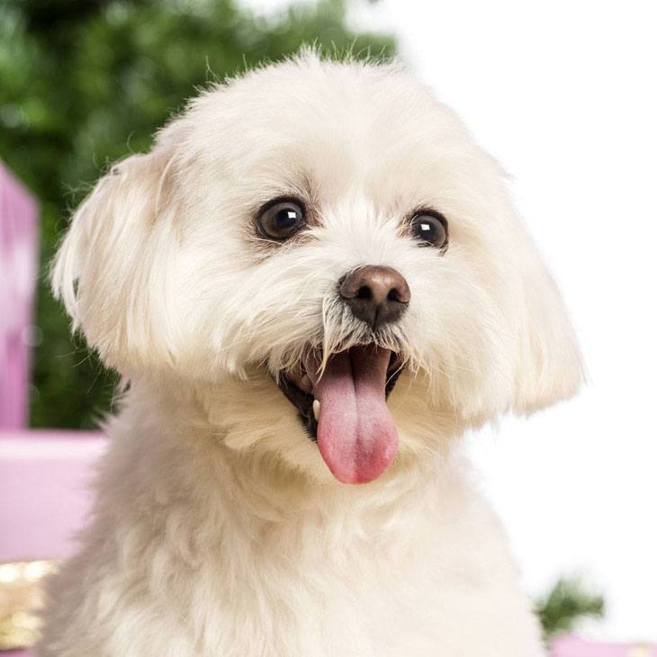 maltese dog posing for a cute picture