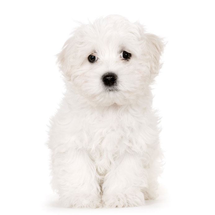 maltese puppy is feeling lonely