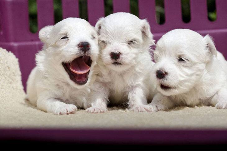 three maltese puppies about to take a nap