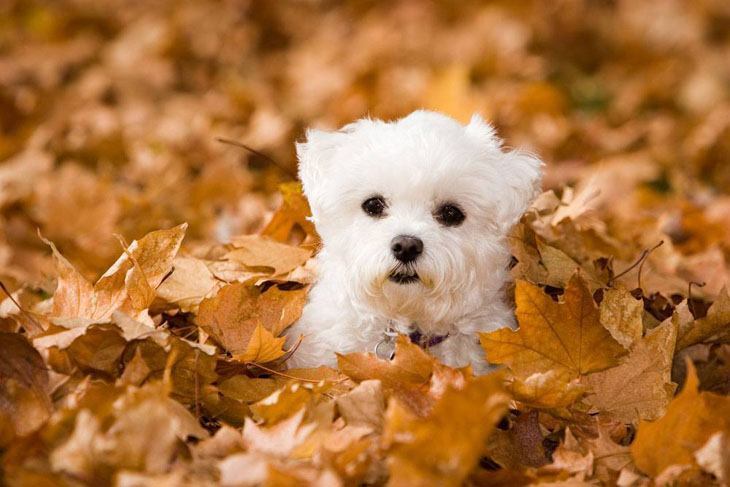 maltese puppy in pile of fall leaves