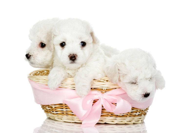 three cute maltese puppies in a basket