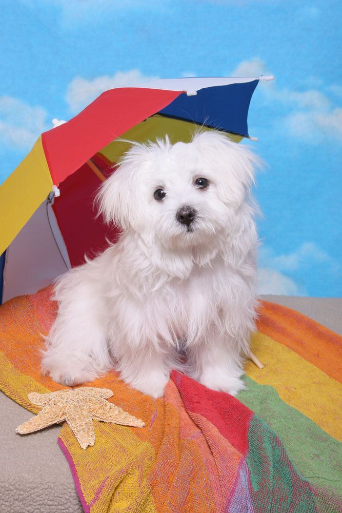 maltese puppy ready for a day at the beach