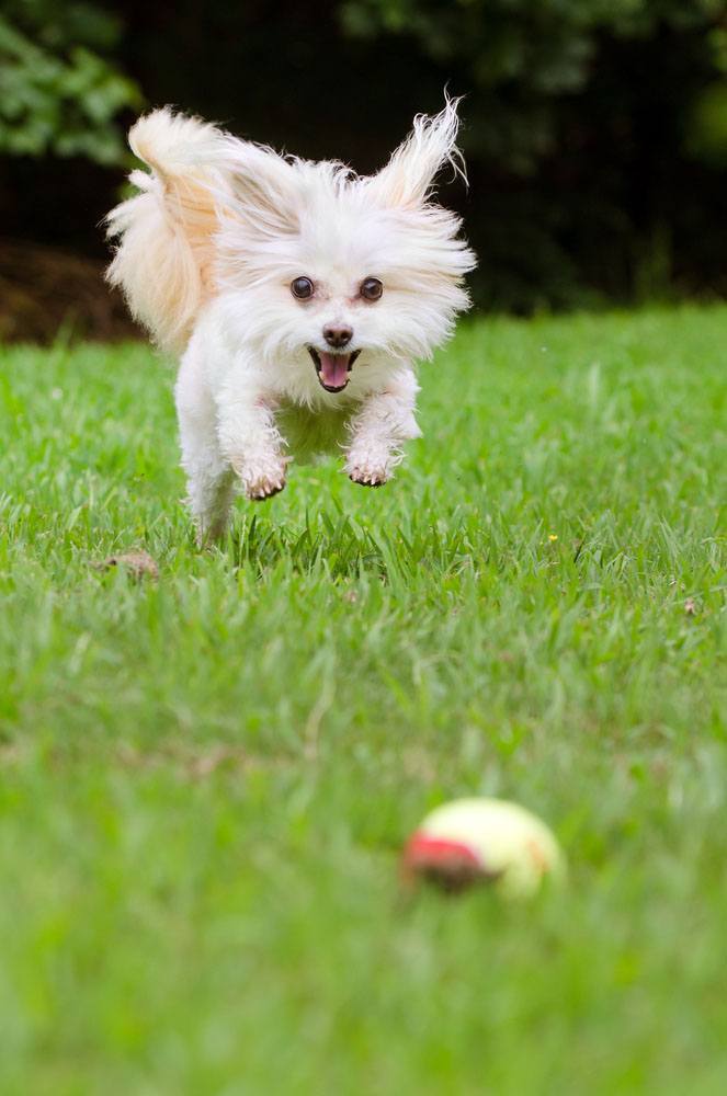 maltese dog chasing after a ball