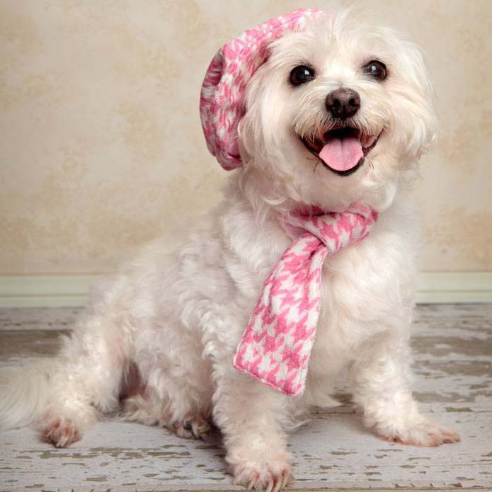 dressed up maltese ready for a walk