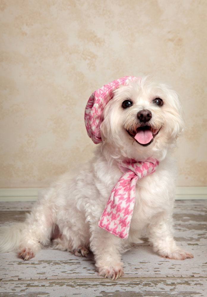 maltese dog dressed up to go out