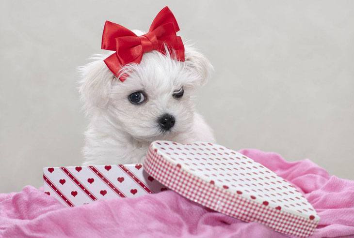 maltese puppy looking shy