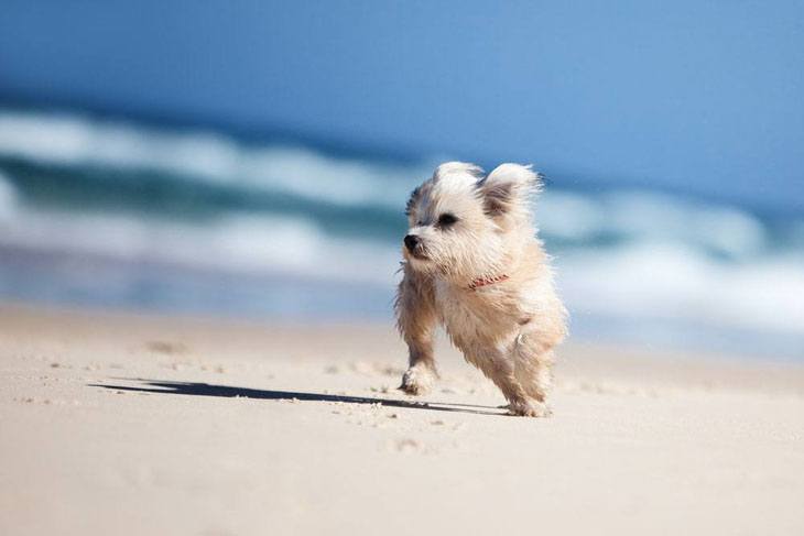 maltese puppy running on the beach