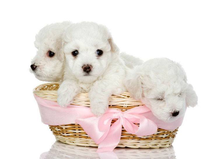 maltese puppies in a basket
