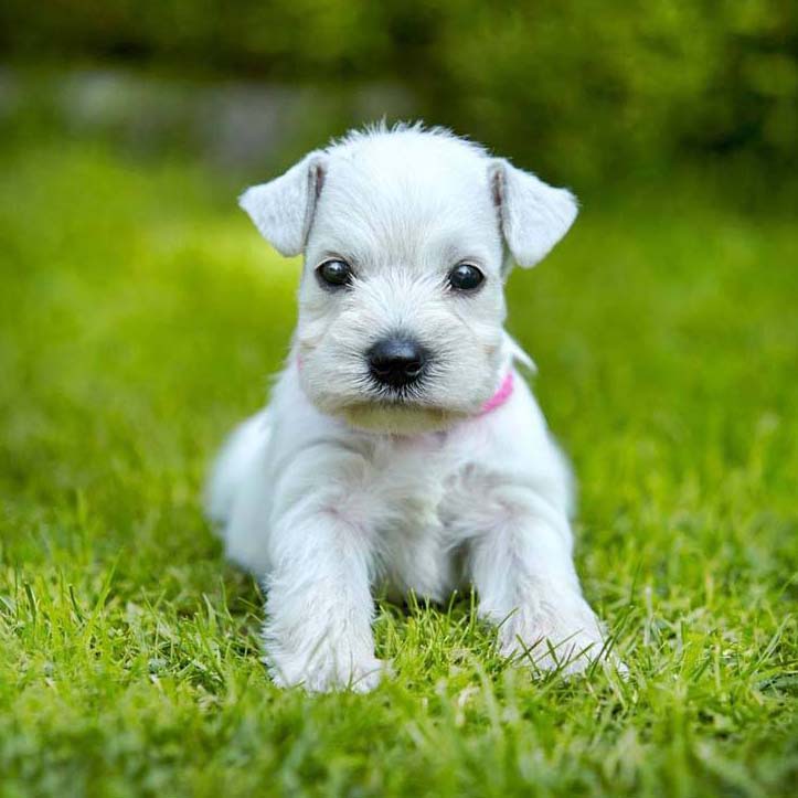 miniature schnauzer puppy ready for some fun