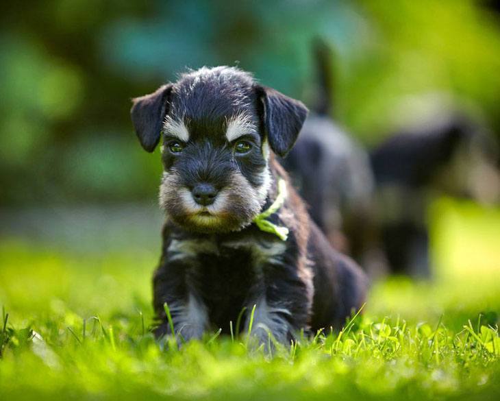 miniature schnauzer puppy on butterfly alert