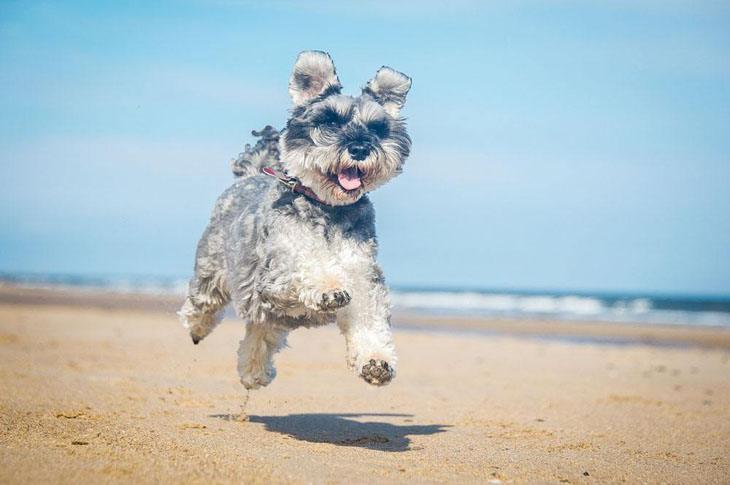 mini schnauzer running on the beach