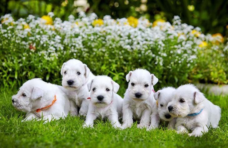 cute mini schnauzer puppies having fun