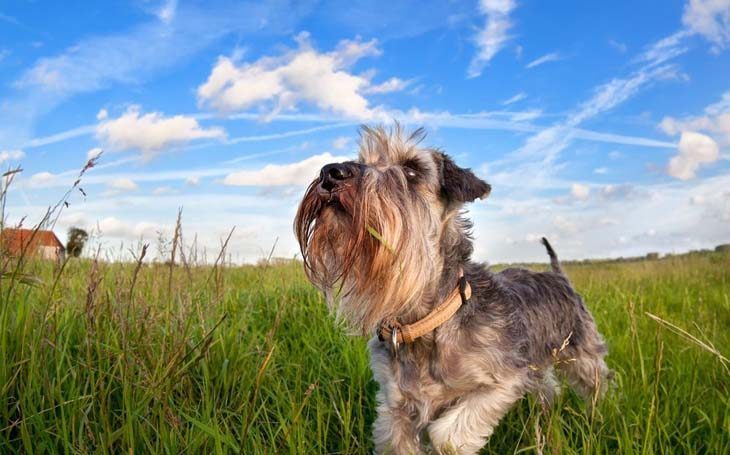 mini schnauzer puppy loving the outdoors