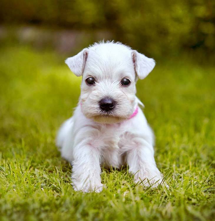 mini schnauzer puppy in a grassy field