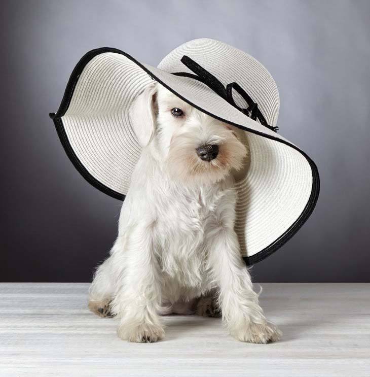 fashionable minature schnauzer posing wearing a hat