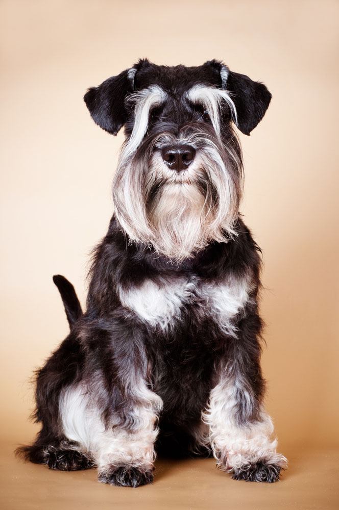 mini schnauzer can't wait to go for a walk