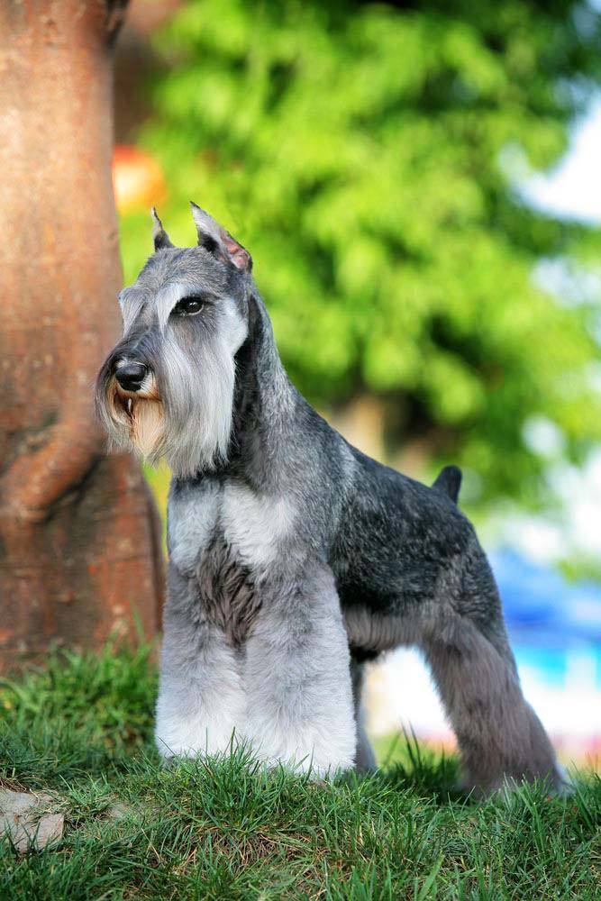 minature schnauzer posing for a picture