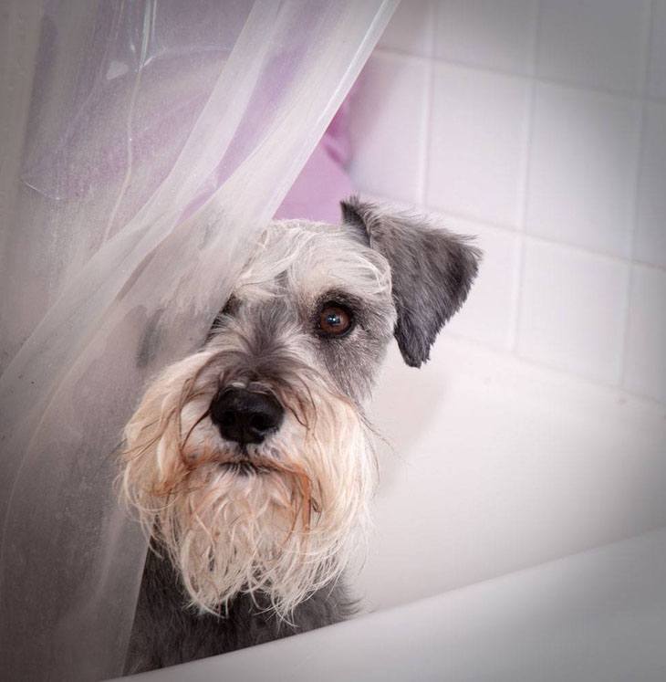 mini schnauzer bathing