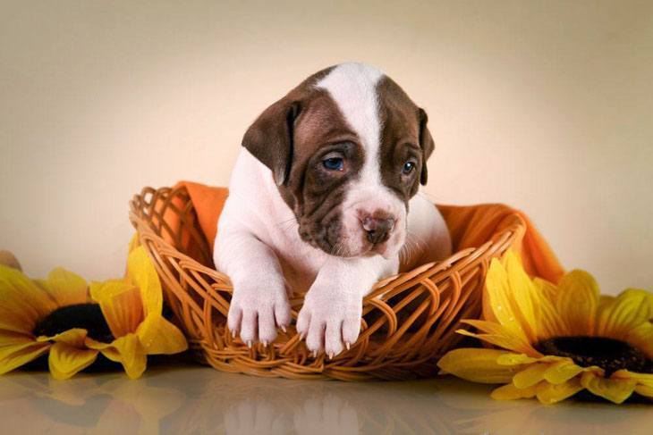 lonely pitbull puppy