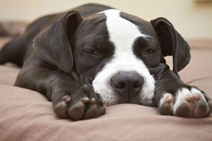 pitbull puppy taking a nap