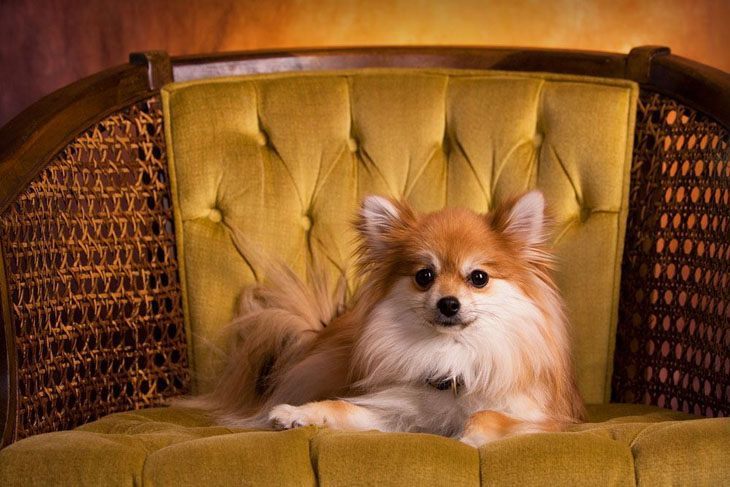 pomeranian waiting to go for a walk