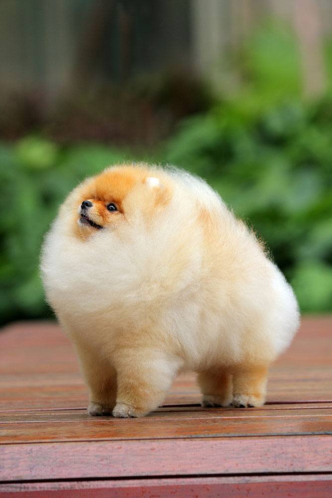 pomeranian pup with very fluffy hair