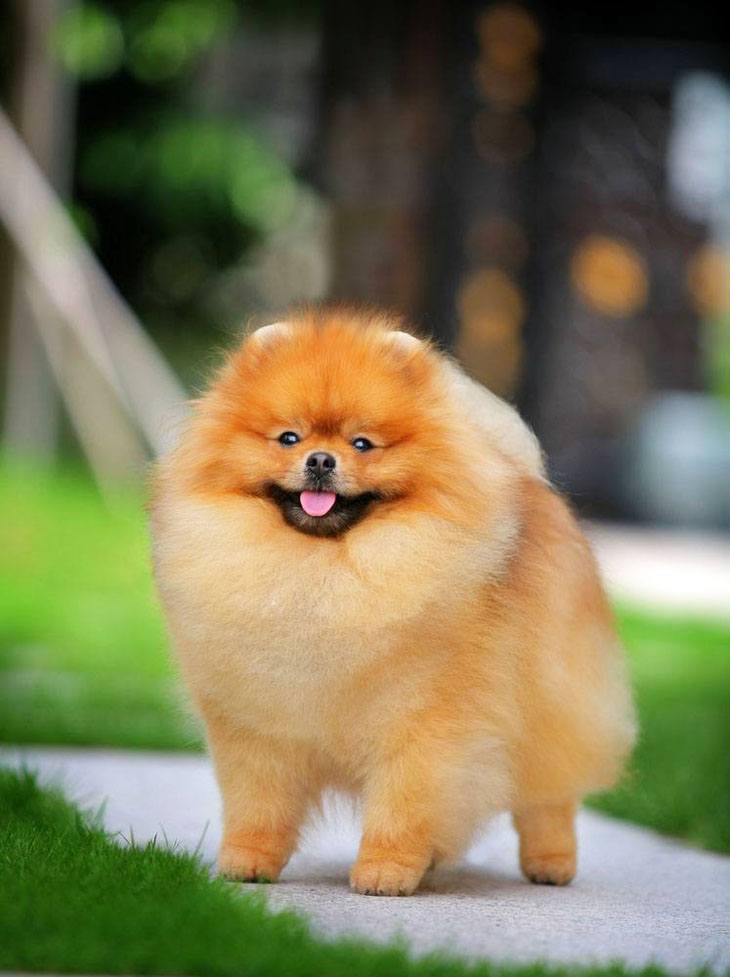 pomeranian that know's it's cute