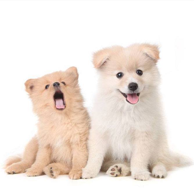 two pomeranian puppies ready to play