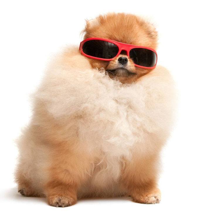 funny pomeranian wearing sunglasses