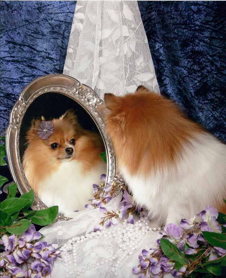 pomeranian getting ready for a day of shopping