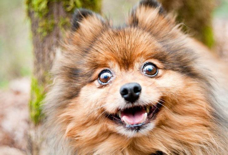 pomeranian surprised you ran out of treats
