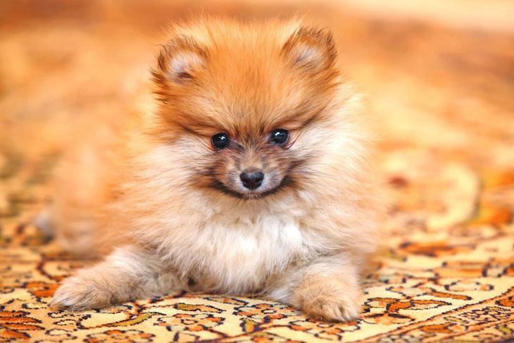 pomeranian dog watching you